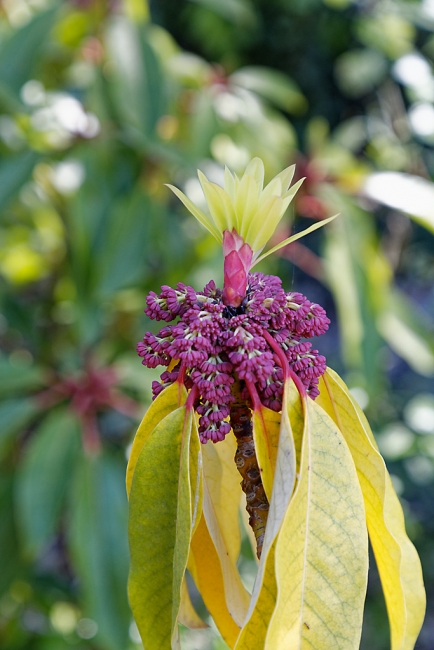 Jardin Botanique de la Bastide-029